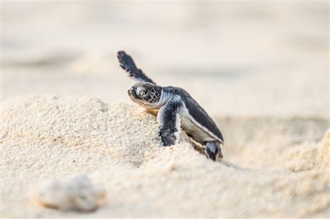 One Great Shot: Herculean Hurdles for Tiny Turtles | Hakai Magazine