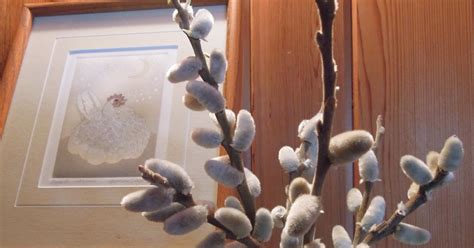 Shaw Island Gatehouse Shaw Island Pussy Willows For February