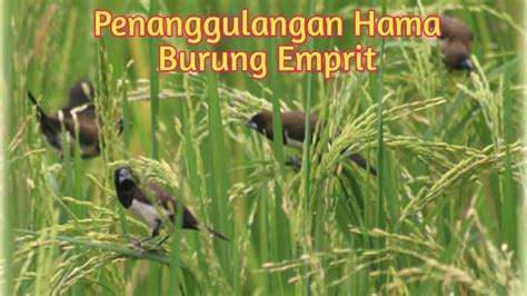 Penanggulangan Hama Burung Emprit Pipit Pada Tanaman Padi YouTube