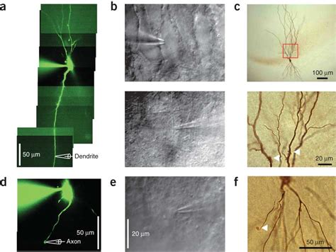 Subcellular Patch Clamp Recording From Dendrites And Axons Of CA3