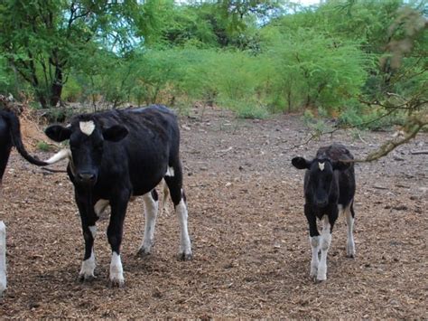 Naked Cow Dairy Reviving A Buttery Oahu Tradition
