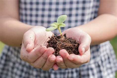 Un Albero Per Il Futuro Legalit Ambientale Diffusa E Biodiversit