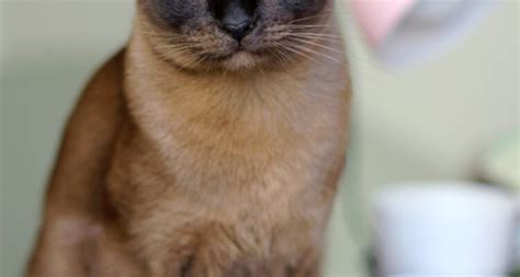 The 10 Rare Brown Cat Breeds (With pictures) - Barkmind