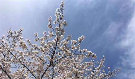 Yeouido Cherry Blossom Festival 2018 Walking Tour - Trazy, Korea's #1 Travel Guide