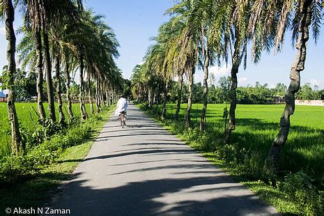 Online crop | HD wallpaper: village, bangladesh, nature, food, food and drink, wood - material ...