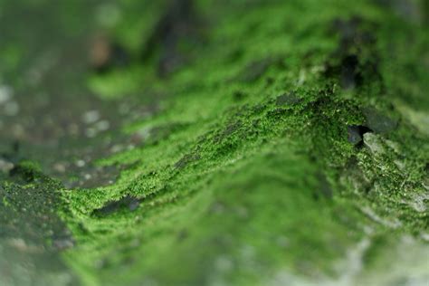 1366x768 wallpaper | green moss | Peakpx