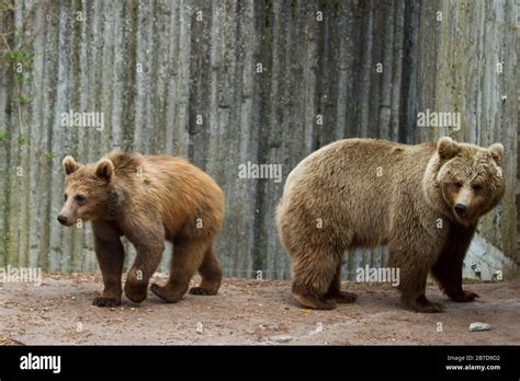Zoo Animals In Copenhagen Denmark Stock Photo Alamy