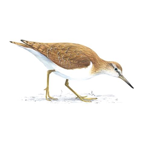 Common Sandpiper Bird Facts Actitis Hypoleucos