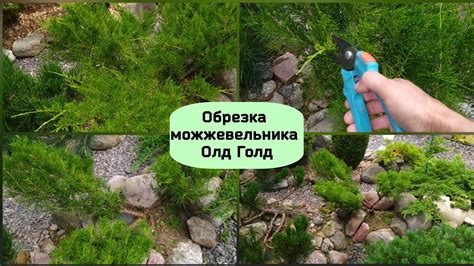 Обрезка можжевельника Олд Голд. - YouTube