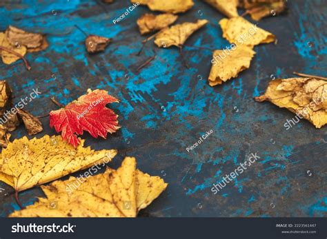 Minimal Fall Background Red Leaf Among Stock Photo 2223561447 ...