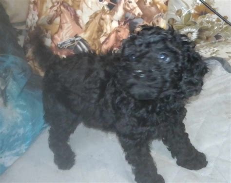 norfolk craigslist pets 5