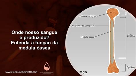 Qual A Função Da Medula Óssea - Onde nosso sangue é produzido? Entenda a função da medula óssea