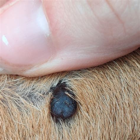 What's That Black Mole on My Dog's Leg? Here's the Answer!