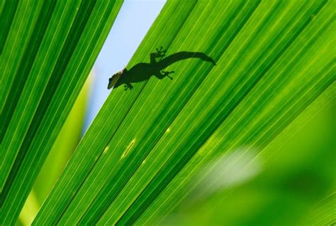 Lagartixa Verde É Venenosa - Lagartixa tem veneno? Confira esta e outras curiosidades | Petz
