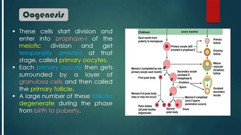 Std 12sc Biology Ch 3 Human Reproduction Oogenesis Part 4 Youtube