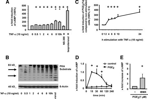 Figure From Prostanoid Receptors Camp On Synovial Fibroblasts Via