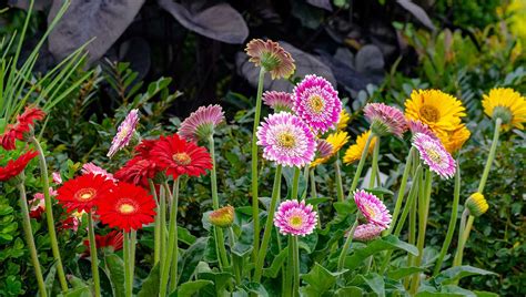 Frosted Hot Pink Garden Jewels Gerbera Daisy