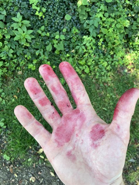 Caught Red-Handed : r/foraging
