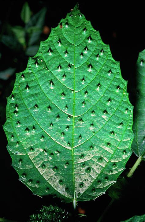 Spiny Leaf From The Rainforest Photograph By Dr Morley Readscience