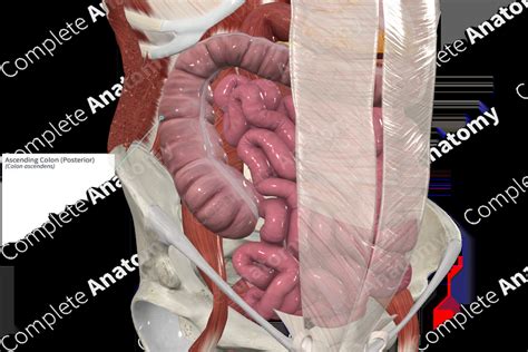 Ascending Colon (Posterior) | Complete Anatomy