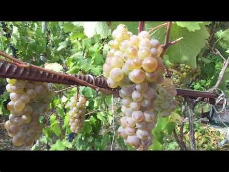 Виноград "Ркацители" - лучший старинный винный сорт. - YouTube