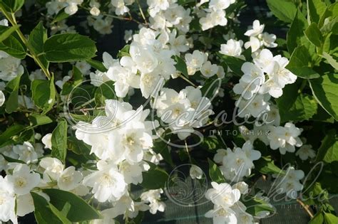 Чубушник венечный (Philadelphus coronarius `Schneesturm`) - Чубушник ...