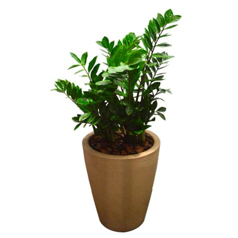 Vaso Para Zamioculcas - Arranjo de Zamioculcas em Vaso de Polietileno. Selecione a cor do vaso ...