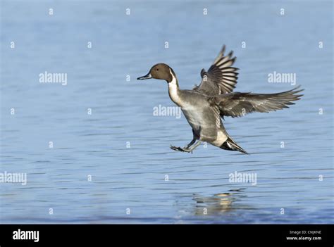 Northern Pintail Anas Acuta Adult Male In Flight Landing On Water