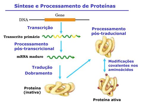Estrutura Que Ocorre A Síntese Proteica - A Sintese Proteica Conhecida Como - FDPLEARN