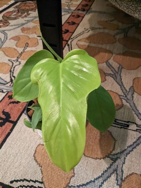 Philodendron Golden Violin Bipennifolium Aurea 4 Plant Etsy