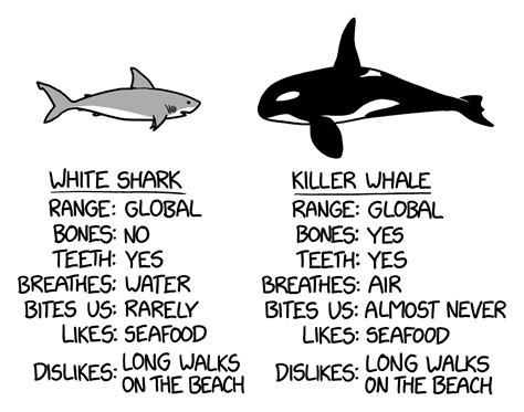 ceza Genelde bkz orca killer whale vs great white shark Son dakika