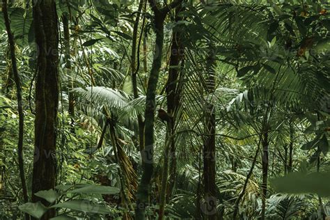 Trees in dense tropical rainforest of Costa Rica 24807895 Stock Photo