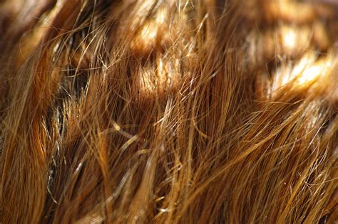 hair texture  photo  pixabay