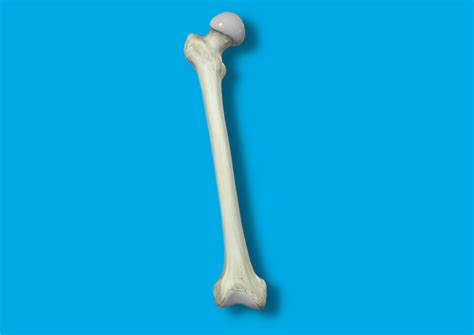 huesos largos huesos cuerpo humano