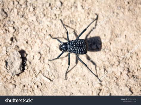 97 Namib Desert Beetles Images, Stock Photos & Vectors | Shutterstock