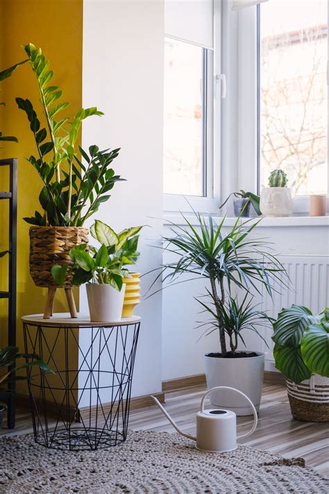 how to propagate zz plant 15
