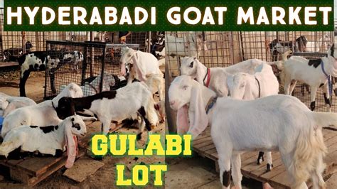 Hyderabadi Goat Market In Hyderabad Near Charminar Murgi Chowk Hassan