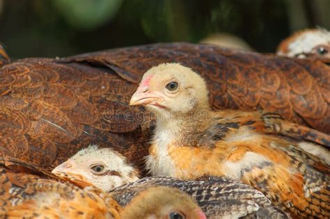 Chicks Resting From The Scorching Hot Sun In Cilacap Indonesia Stock Image Image Of Love