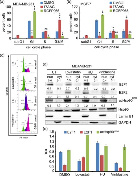 Effect of RGFP966 and 17AAG on E2F2-dependent cell cycle regulation ...