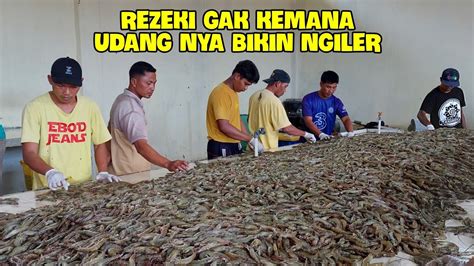 Udang Nya Numpuk Di Meja Sortir Tim Panen Udang Vaname Nya Gak Bisa