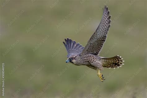 Peregrine Falcon Flying Stock Photo | Adobe Stock