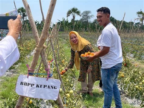 Bbpp Kementan Dukung Kegiatan Farmer Field Day Sekolah Lapang Di