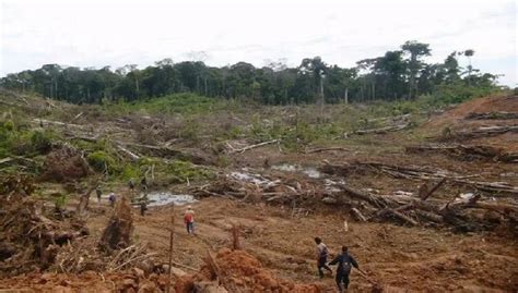 Constatan Impresionante Deforestación En Amazonía Peruana