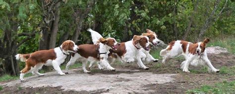 Вельш Спрингер Спаниель (Welsh Springer Spaniel) | Жизнь с вельшиком ...