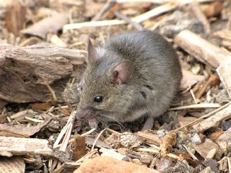 Мышь домовая (лат. Mus musculus)