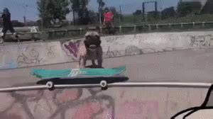 Skateboard Dog GIF - Skateboard Dog Funny Animals - Discover & Share GIFs