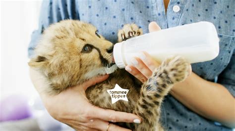 Baby Mammals Drinking Milk