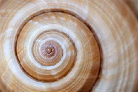 Spiral On Sea Shell — Stock Photo © Akarelias 3424310