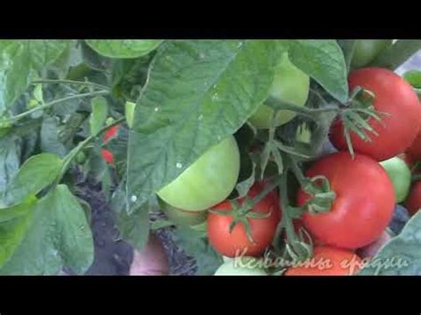 Томат Уникальный - YouTube