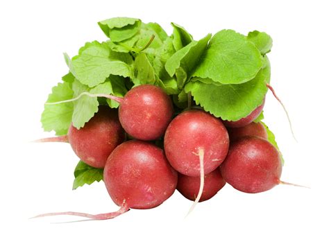 Fresh Radish Png Image Purepng Free Transparent Cc0 Png Image Library